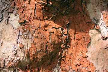 Bark of the Planetree, Platanus, Germany, Background, Texture

