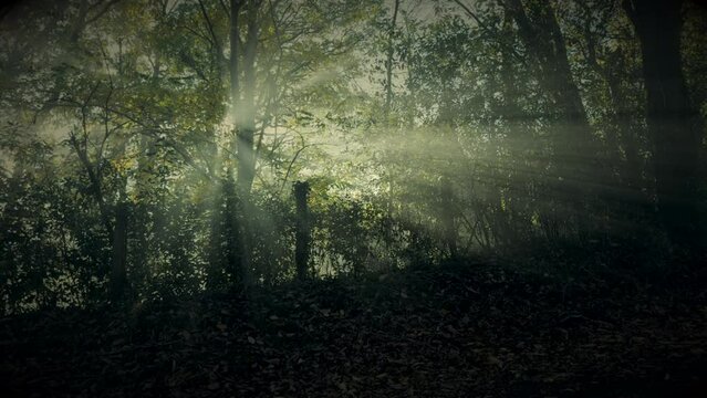 backlight of the sun between the trees