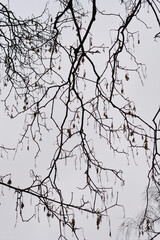 Common sycamore branches in winter