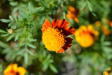 French marigold flowers