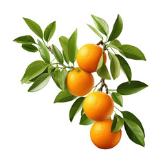 spring tangerine orange fruit with leaves isolated on white background