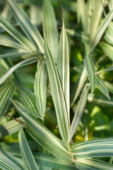 Obraz premium Dwarf white-striped Bamboo leaves