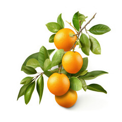 spring tangerine orange fruit with leaves isolated on white background
