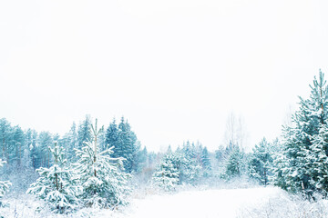 Landscape. Frozen winter forest with snow covered trees.