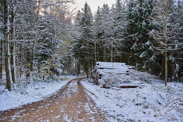 winter in the forest