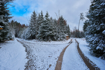 road in winter forest