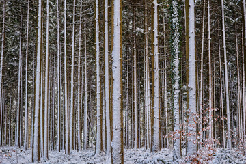 snow covered trees