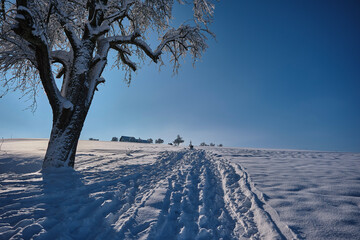winter landscape with trees