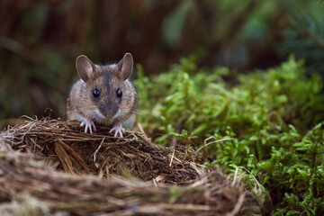 a portrait from a yellow necked mouse, apodemus flavicollis, at a bird nest on the forest floor at morning