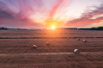 Round wheat straw bales natural landscape in farm fields. Farmland nature scenery at sunset.