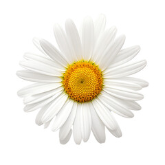 daisy on transparent background or PNG file, easy to decorate your project. generative AI	