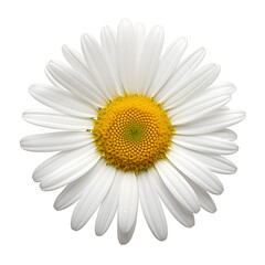 daisy on the png transparent background, easy to decorate projects.