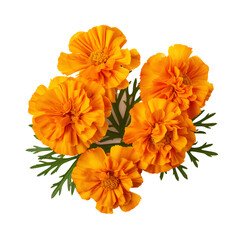 bouquet of orange flowers on the png transparent background, easy to decorate projects.