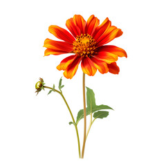 orange gerber daisy on the png transparent background, easy to decorate projects.