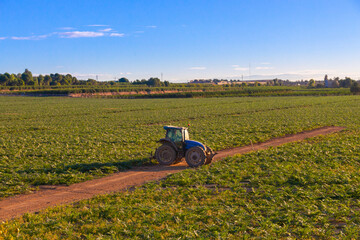 Fototapeta premium Vega Baja del Segura - Plantación de alcachofas
