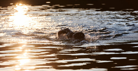 Triathlon athlete swimming on lake in sunrise wearing wetsuit