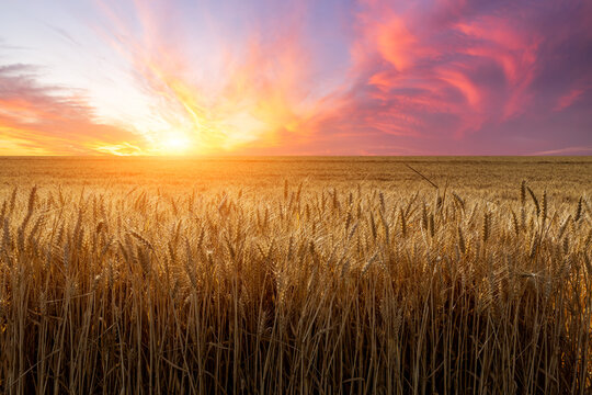 Ripe wheat field nature landscape at sunset