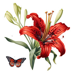 red lily flower on the png transparent background, easy to decorate projects.