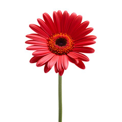 red gerbera on the png transparent background, easy to decorate projects.