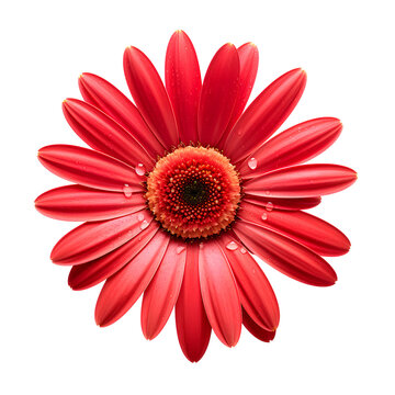 red gerbera flower on transparent background or PNG file, easy to decorate your project. generative AI	