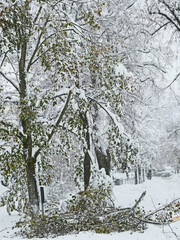 Bavaria under snow storm December 1st 2023, fallen branches broken by the heavy snowfall from a...