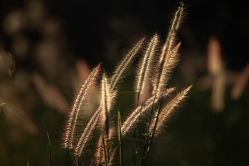 Backlit Grass