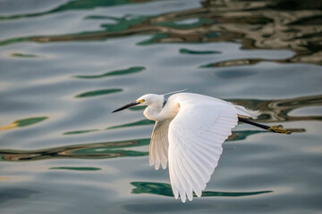Egret early morning