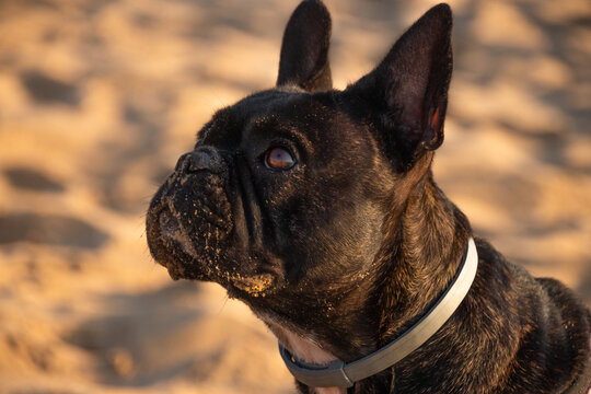 Primer plano de la cabeza de bulldog franc&eacute;s y su mirada