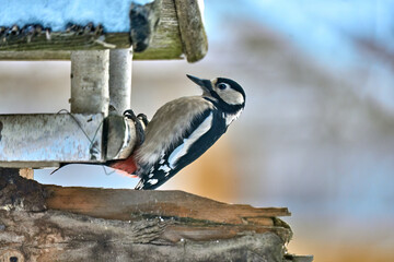 Great spotted woodpecker looking for food in winter
