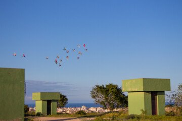 Vega Baja del Segura - Colombicultura, vuelo de palomos deportivos en Torrevieja