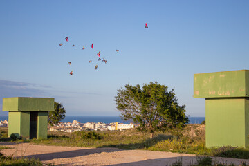 Fototapeta na wymiar Vega Baja del Segura - Colombicultura, vuelo de palomos deportivos en Torrevieja
