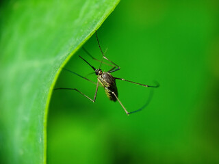 insect, macro, animal, mosquito, nature, bug, closeup, spider, ant, pest, black, green, leaf, fly, blood, malaria, antenna, wildlife, close up, close, close-up, gnat, mosquitoe, wing, detail