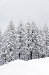 snow covered pine trees in the mountains