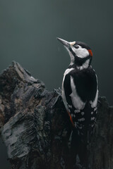 Great Spotted Woodpecker, Dendrocopos major, Close-up portrait, black and white bird with red cap,...