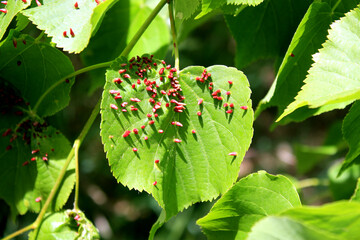 Lime nail galls of the Mite Eriophyes tiliae on Tilia platyphyllos, Germany
