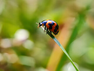 ladybug, insect, ladybird, nature, beetle, bug, leaf, macro, red, grass, animal, close-up, summer, spring, black, garden, insects, plant, spotted, lady, closeup, small, leaves, beauty, bird