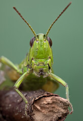 Detailed closeup on a colorful green Small Gold Grasshopper, Euthystira brachyptera in France alps.