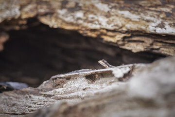 A common basilisk (Jesus lizard) (Basiliscus basiliscus) chilling on a stone, Costa Rica