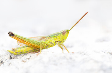 Detailed closeup on a colorful green Small Gold Grasshopper, Euthystira brachyptera in France alps.
