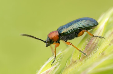 Cereal leaf beetle (Oulema melanopus/duftschmidi).  Beautiful beetle.  Colorful beetle.  Beetle in natural habitat.  Belgium