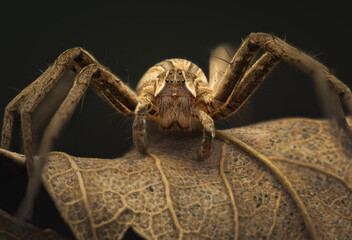 Detailed close-up portrait of a Nursery web spider, Pisaura mirabilis.  Garden spider