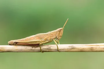 Foto op Canvas Golden Grasshopper - Chrysochraon dispar - Grasshopper from in natural habitat in France.  Sitting on a twig. Close-up © Nathalie