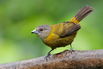 Scarlet-rumped tanager, Ramphocelus passerinii The bird is perched on the branch at the beautiful tree in the rain forest of Costa Rica . Green background.  Bird in natural habitat.