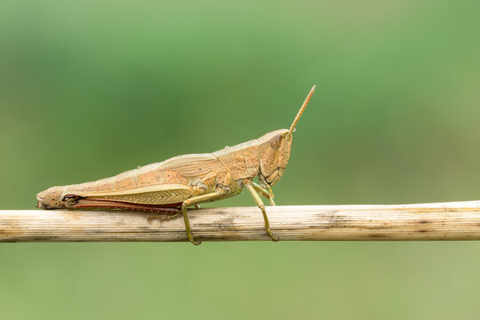 Golden Grasshopper - Chrysochraon dispar - Grasshopper from in natural habitat in France.  Sitting on a twig. Close-up