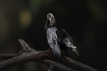 Anhinga, Anhinga anhinga, perched above the wetlands of Caño Negro. Natural habitat of Costa Rica.