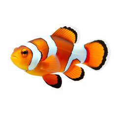 side view of Clownfish fish swimming isolated on a white transparent background 