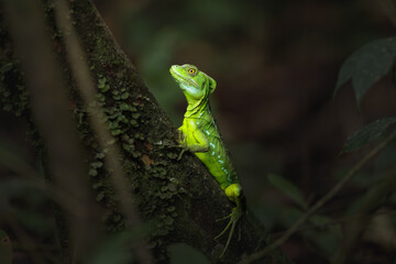 Green Basilisk, Basiliscus plumifrons, in the natural habitat. Beautiful portrait of rare lizard from Costa Rica. Tropica Costa Rica. 