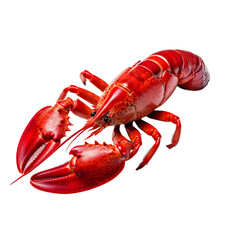 side view of Lobster swimming isolated on a white transparent background 