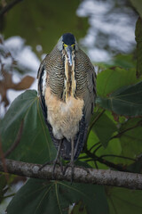Portrait of a Bare-throated tiger heron in the jungle of National park of Tortugero.  Jungle of Costa Rica.  Bird in natural environment.