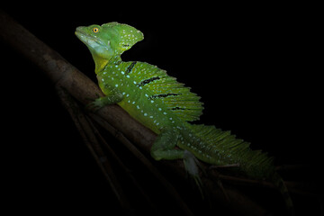 Green Basilisk, Basiliscus plumifrons, in the natural habitat. Beautiful portrait of rare lizard from Costa Rica. Tropica Costa Rica. 